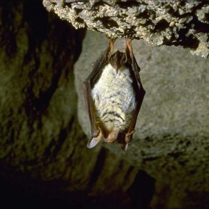 Chirottero-grotta-Vena-del-Gesso