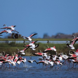 fenicotteri-parco-del-delta