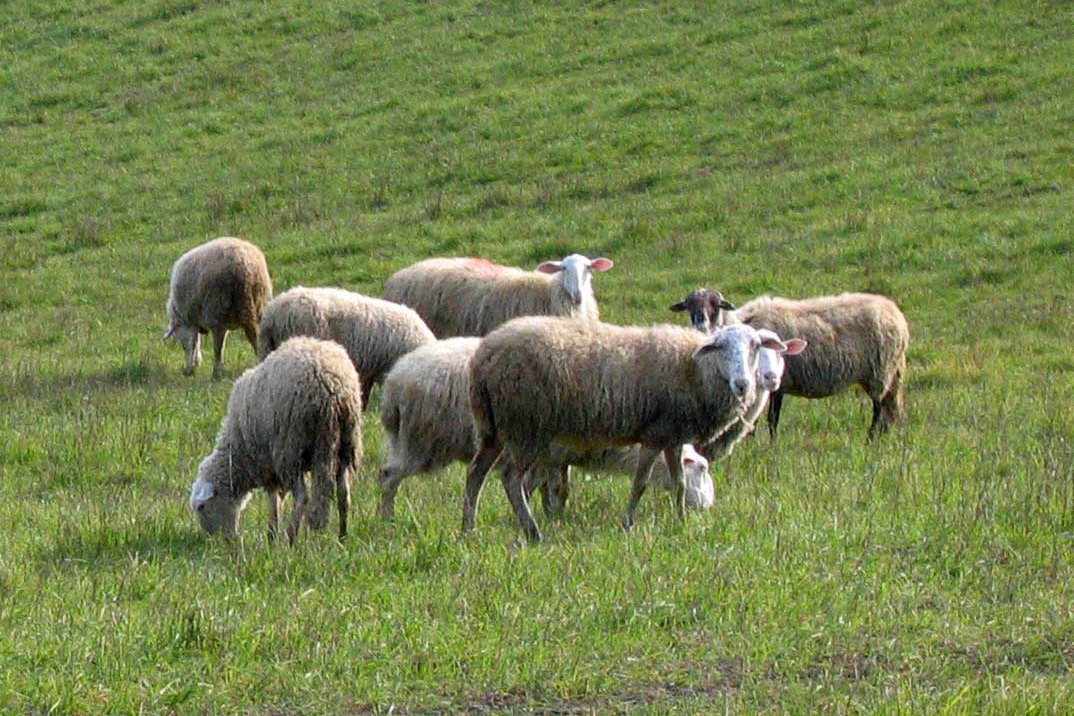pecore-al-pascolo