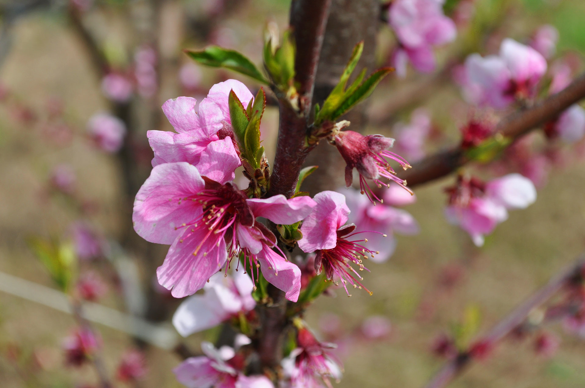 Fiore-Primavera-Brisighella