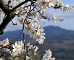 Sapori di Primavera: tornano le sagre di Brisighella